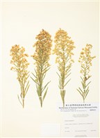 藏品(加拿大蓬)的圖片